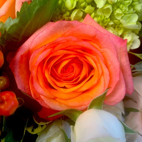 Meet your Posher, Nikki - Picture 1 of 1